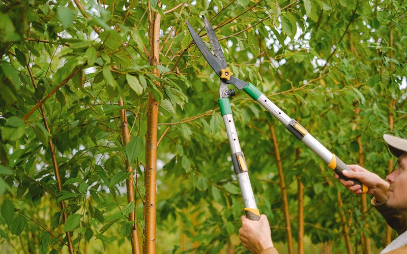 Tree trimming in Ayrshire, IA