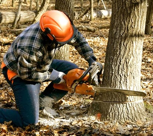 Tree Removal in Ayrshire, IA